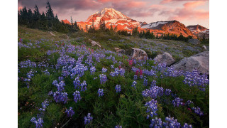 Cánh đồng hoa dại ở Vườn Quốc gia Mount Rainier, Mỹ